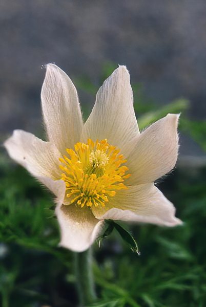 Pulsatilla vulgaris 'alba' photo
